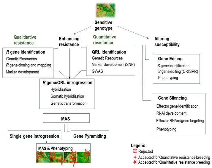 https://cdn.ncbi.nlm.nih.gov/pmc/blobs/391f/11207681/6226f915db03/plants-13-01711-g002.jpg