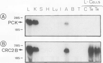 https://cdn.ncbi.nlm.nih.gov/pmc/blobs/391f/369573/1a78825e3e62/molcellb00167-0504-a.jpg