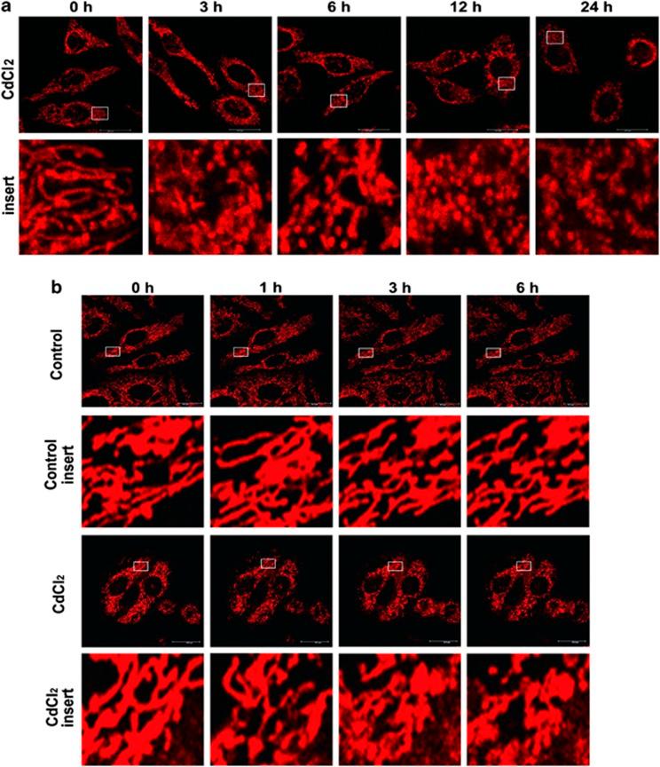 https://cdn.ncbi.nlm.nih.gov/pmc/blobs/3922/3615741/d3c2e7337b35/cddis20137f1.jpg