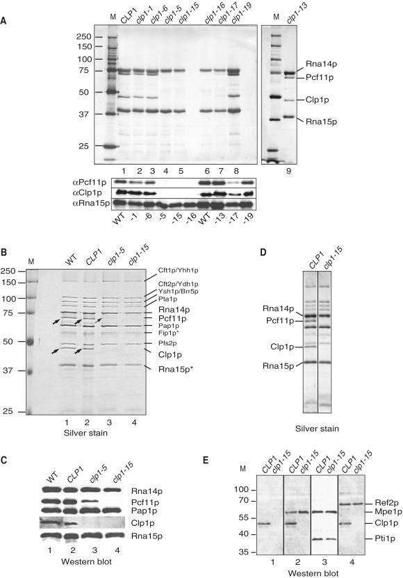 https://cdn.ncbi.nlm.nih.gov/pmc/blobs/3924/3273802/09d3b3b7b9b4/gkr800f4.jpg