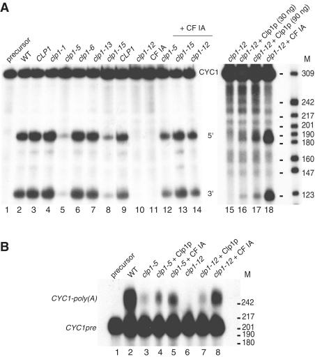 https://cdn.ncbi.nlm.nih.gov/pmc/blobs/3924/3273802/11c45dedcbdb/gkr800f2.jpg