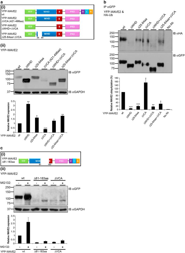 https://cdn.ncbi.nlm.nih.gov/pmc/blobs/3927/5362955/61f1a753c98c/srep44863-f4.jpg