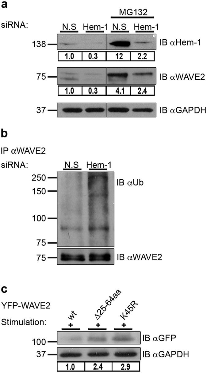 https://cdn.ncbi.nlm.nih.gov/pmc/blobs/3927/5362955/74a430674f67/srep44863-f3.jpg