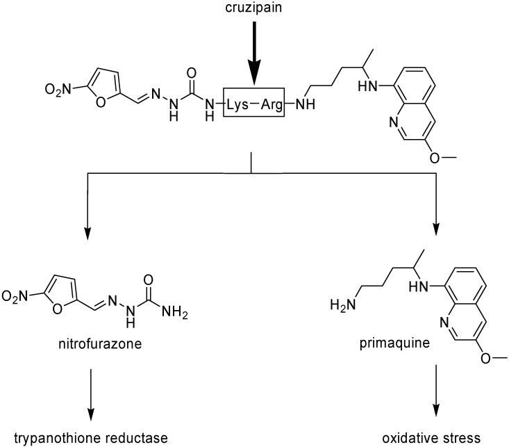 https://cdn.ncbi.nlm.nih.gov/pmc/blobs/392e/6245083/460373c28332/molecules-13-00616-g001.jpg