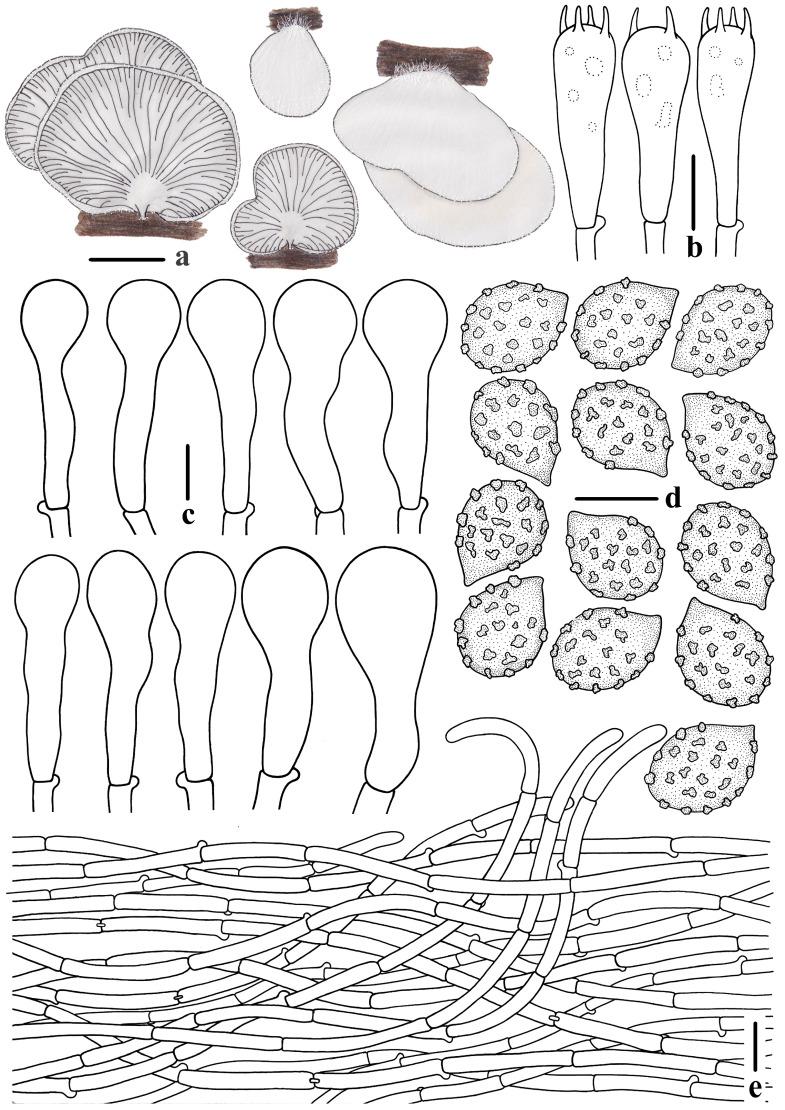 https://cdn.ncbi.nlm.nih.gov/pmc/blobs/3930/11508588/53251e039083/jof-10-00710-g007.jpg