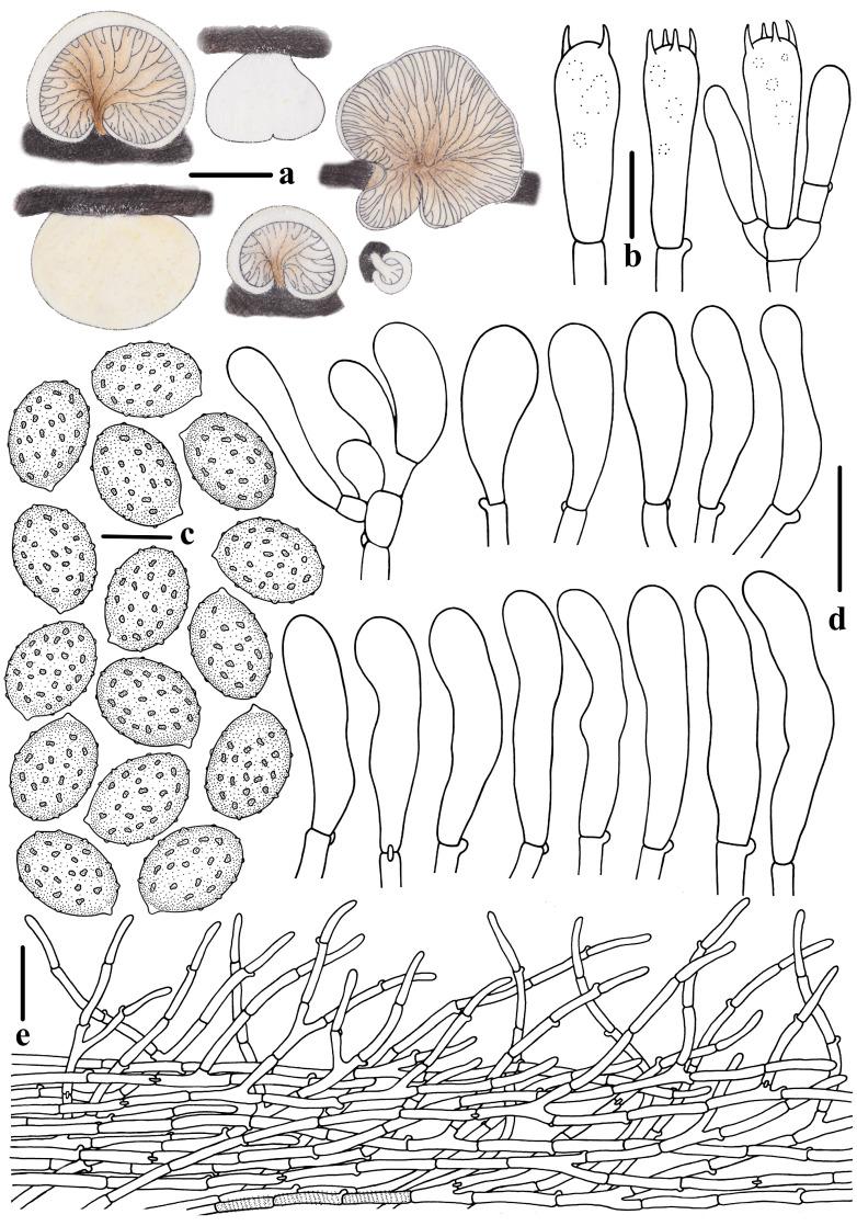 https://cdn.ncbi.nlm.nih.gov/pmc/blobs/3930/11508588/796f64ad63cb/jof-10-00710-g013.jpg