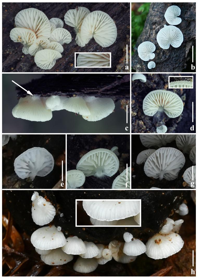 https://cdn.ncbi.nlm.nih.gov/pmc/blobs/3930/11508588/831b4fbfd54d/jof-10-00710-g005.jpg
