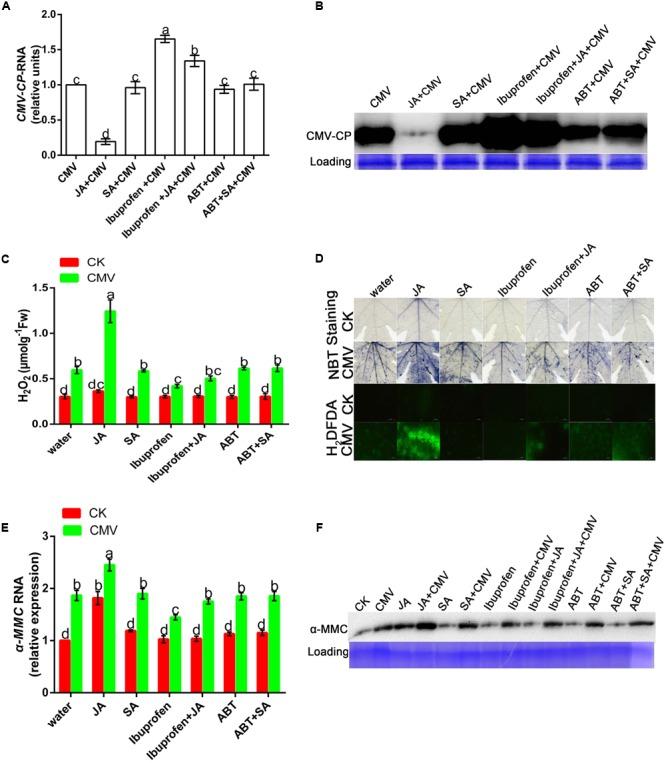 https://cdn.ncbi.nlm.nih.gov/pmc/blobs/3935/5101195/9d8af640b032/fmicb-07-01796-g007.jpg
