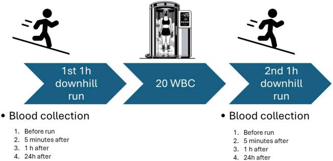 https://cdn.ncbi.nlm.nih.gov/pmc/blobs/3936/11220252/2f938d3487da/fphys-15-1413949-g002.jpg