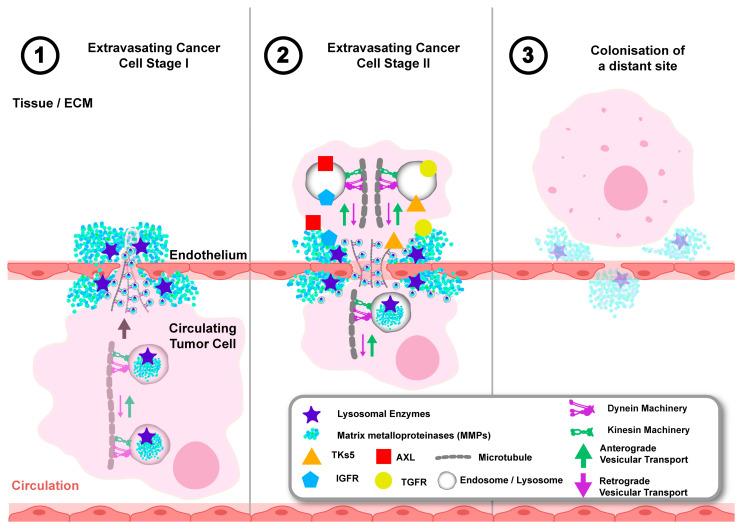 https://cdn.ncbi.nlm.nih.gov/pmc/blobs/393c/11718918/5351f8142537/cancers-17-00043-g006.jpg