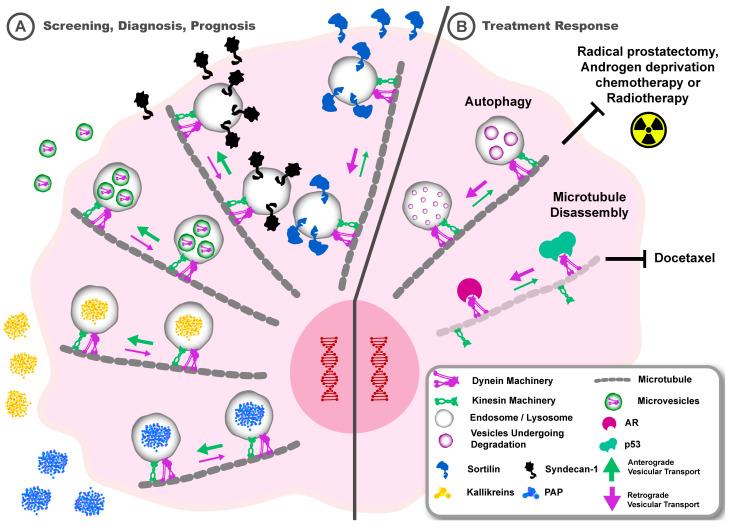 https://cdn.ncbi.nlm.nih.gov/pmc/blobs/393c/11718918/590b07aab076/cancers-17-00043-g007.jpg