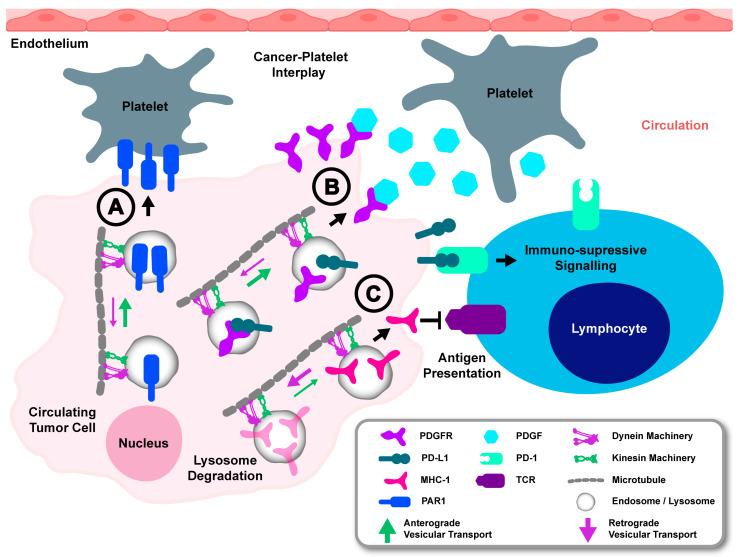 https://cdn.ncbi.nlm.nih.gov/pmc/blobs/393c/11718918/8cb126282ae2/cancers-17-00043-g005.jpg