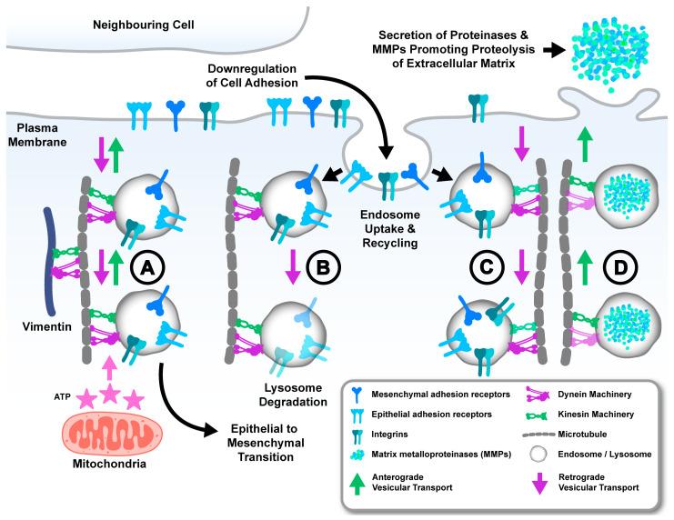 https://cdn.ncbi.nlm.nih.gov/pmc/blobs/393c/11718918/9575facc8dfd/cancers-17-00043-g003.jpg
