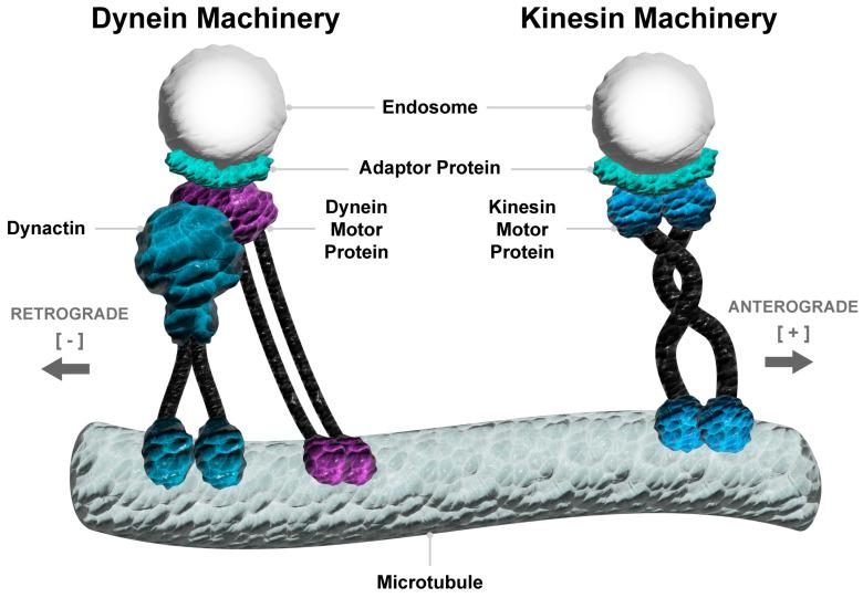 https://cdn.ncbi.nlm.nih.gov/pmc/blobs/393c/11718918/9fcfc59c2624/cancers-17-00043-g002.jpg