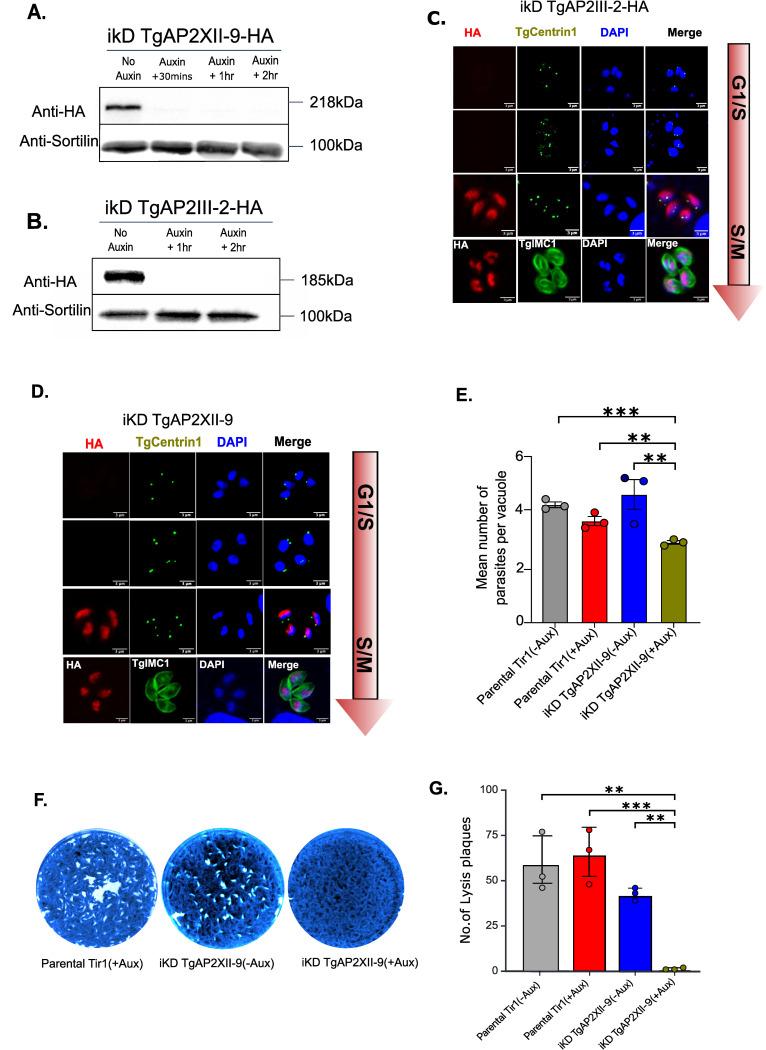 https://cdn.ncbi.nlm.nih.gov/pmc/blobs/393c/11723607/fd0f981bebdb/ppat.1012810.g001.jpg