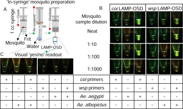 https://cdn.ncbi.nlm.nih.gov/pmc/blobs/393d/6116922/9c2724ca9c23/pntd.0006671.g002.jpg