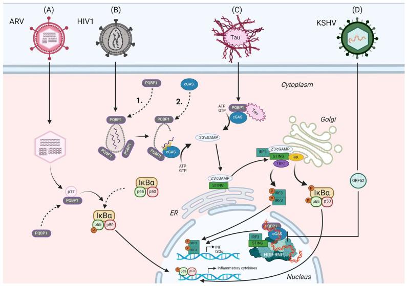 https://cdn.ncbi.nlm.nih.gov/pmc/blobs/393f/11360342/db065b6b01fc/viruses-16-01340-g002.jpg