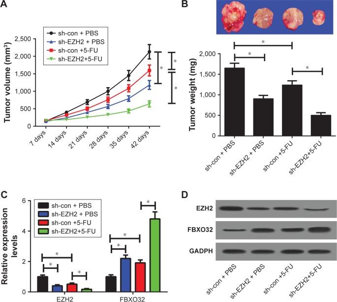 https://cdn.ncbi.nlm.nih.gov/pmc/blobs/3942/6225849/5badd8531485/ott-11-7853Fig6.jpg