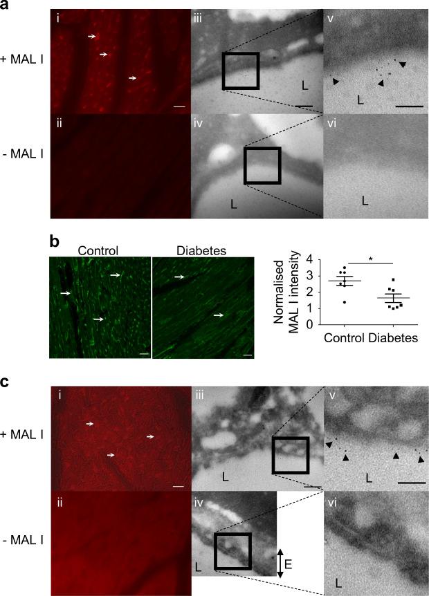 https://cdn.ncbi.nlm.nih.gov/pmc/blobs/3944/8960650/99ad49c8b456/125_2022_5650_Fig2_HTML.jpg