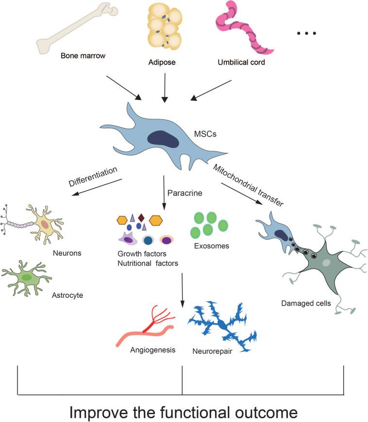 https://cdn.ncbi.nlm.nih.gov/pmc/blobs/3946/7899984/ecdbc752593d/fncel-15-628940-g001.jpg