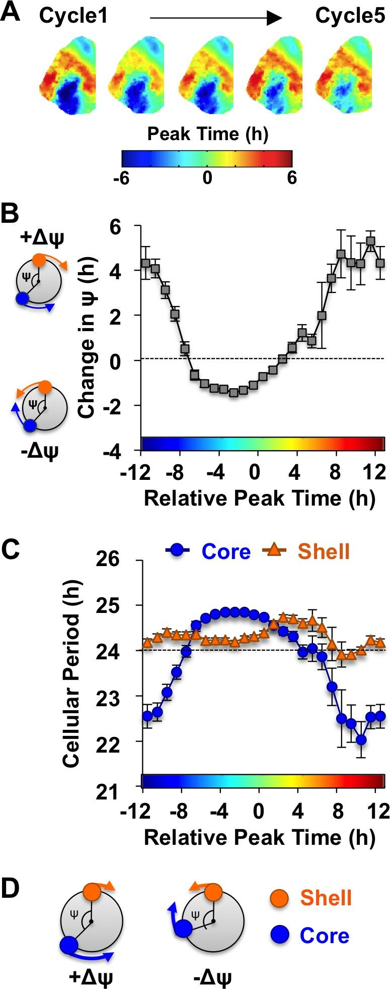 https://cdn.ncbi.nlm.nih.gov/pmc/blobs/394a/6867713/5d10fb6c8166/elife-49578-fig3.jpg
