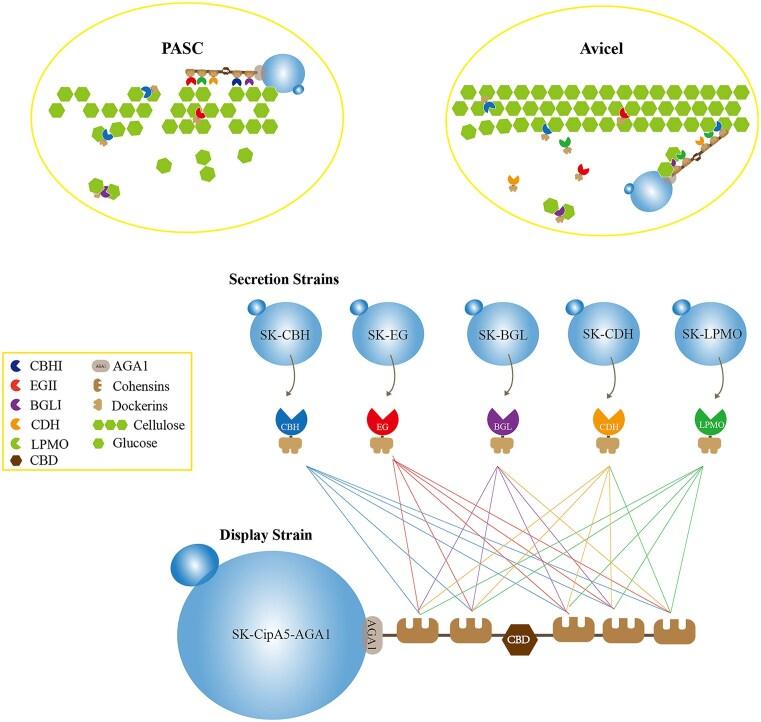 https://cdn.ncbi.nlm.nih.gov/pmc/blobs/3955/12108760/ec936229075d/foaf022fig1.jpg