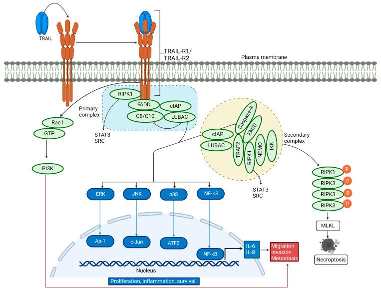 https://cdn.ncbi.nlm.nih.gov/pmc/blobs/3957/11506310/3f83cb28ce6d/cells-13-01676-g002.jpg