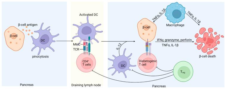 https://cdn.ncbi.nlm.nih.gov/pmc/blobs/3957/11506310/871908a01a31/cells-13-01676-g003.jpg