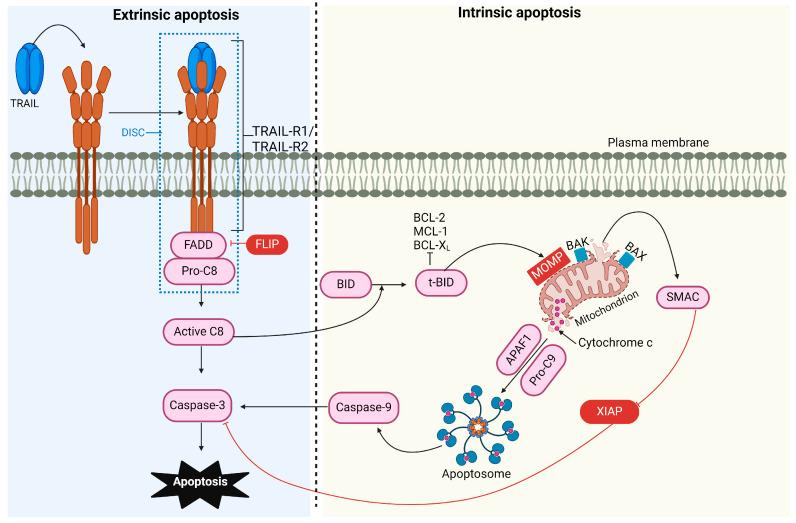https://cdn.ncbi.nlm.nih.gov/pmc/blobs/3957/11506310/feda830e7338/cells-13-01676-g001.jpg