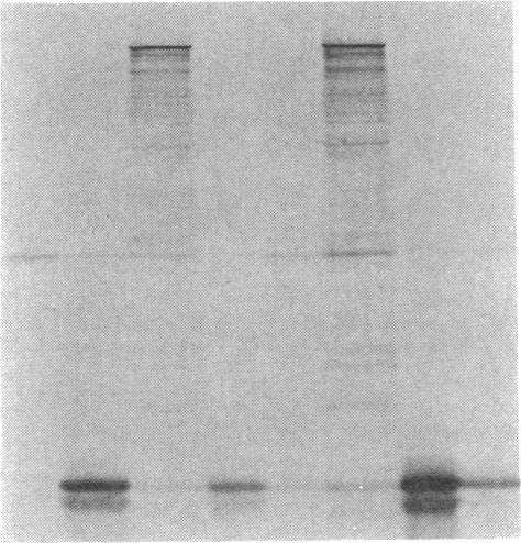 https://cdn.ncbi.nlm.nih.gov/pmc/blobs/3959/286644/957bb7f3c531/pnas00244-0059-a.jpg