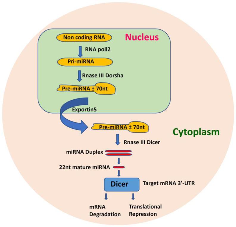 https://cdn.ncbi.nlm.nih.gov/pmc/blobs/395d/7696849/13e6663b6cc0/cells-09-02489-g001.jpg