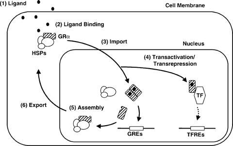 https://cdn.ncbi.nlm.nih.gov/pmc/blobs/395f/3823477/41a1dd3287d2/jcmm0012-0145-f2.jpg