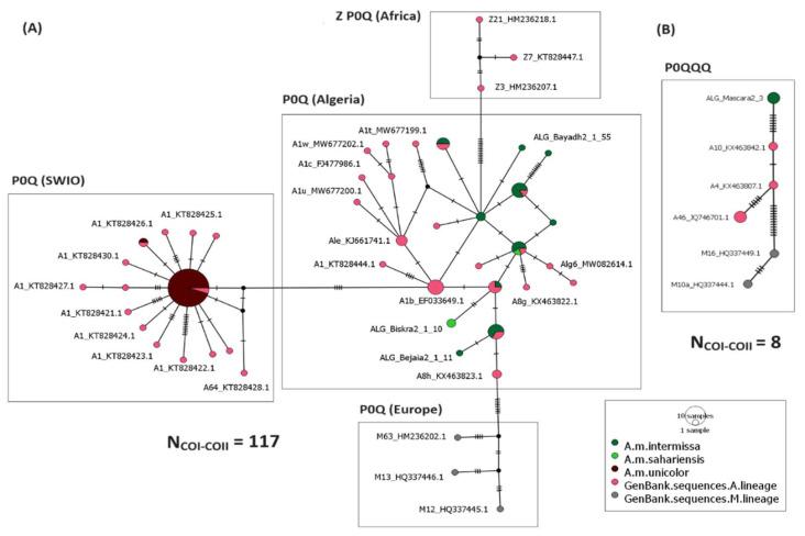 https://cdn.ncbi.nlm.nih.gov/pmc/blobs/3961/11277165/441bdf68c807/insects-15-00549-g003.jpg