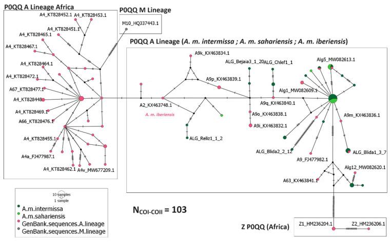 https://cdn.ncbi.nlm.nih.gov/pmc/blobs/3961/11277165/504c133acdf6/insects-15-00549-g004.jpg