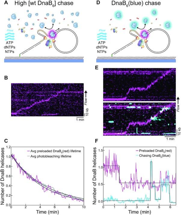 https://cdn.ncbi.nlm.nih.gov/pmc/blobs/3963/8266626/5e822bff68a7/gkab493fig4.jpg