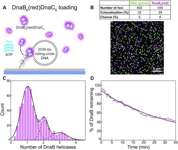 https://cdn.ncbi.nlm.nih.gov/pmc/blobs/3963/8266626/da9ea4aaa55f/gkab493fig2.jpg