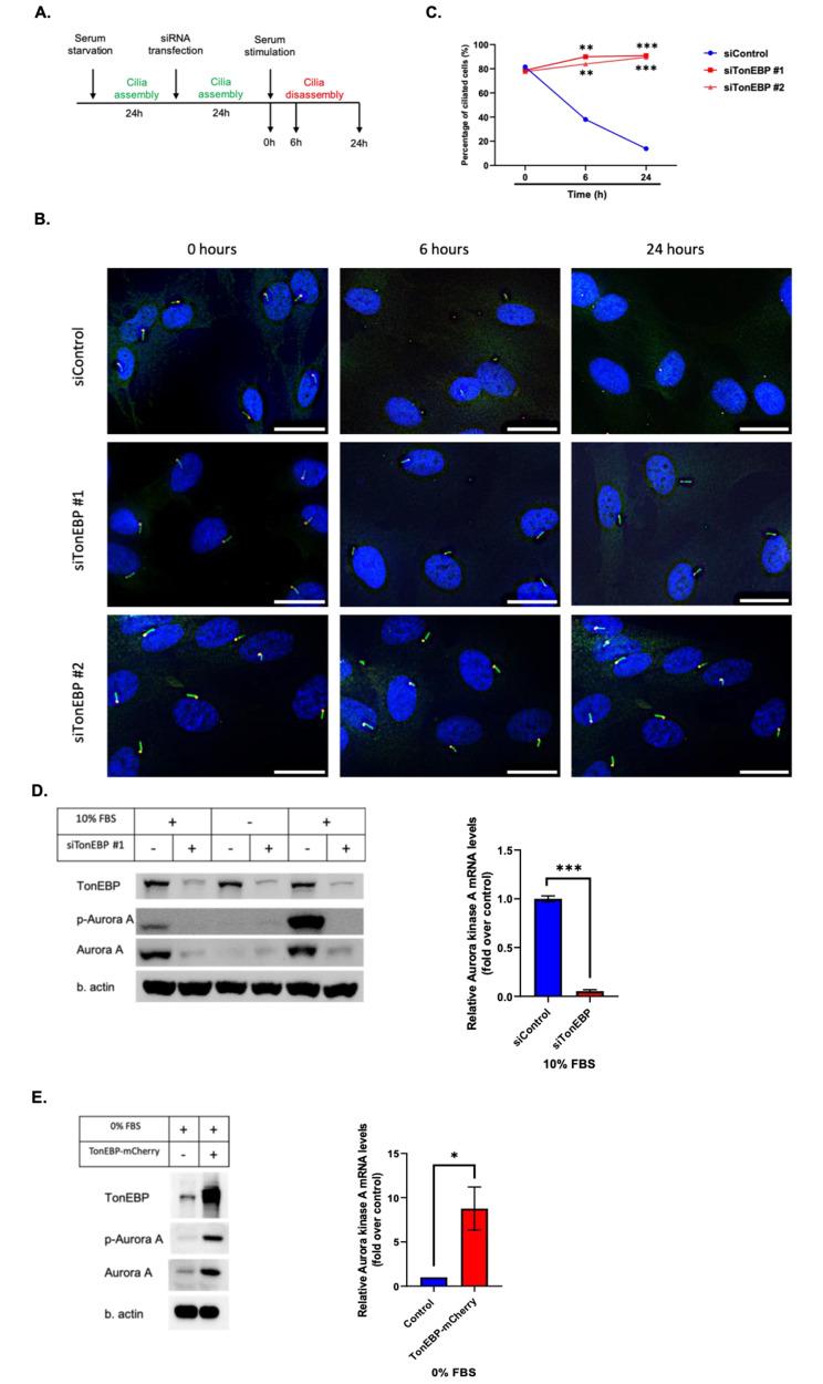 https://cdn.ncbi.nlm.nih.gov/pmc/blobs/3966/11221002/0eb2fe6f99d5/12964_2024_1721_Fig4_HTML.jpg