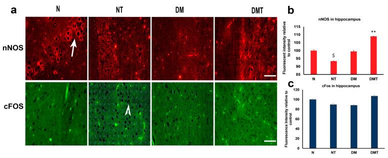 https://cdn.ncbi.nlm.nih.gov/pmc/blobs/3967/8301093/3baac61c305c/biology-10-00621-g006.jpg