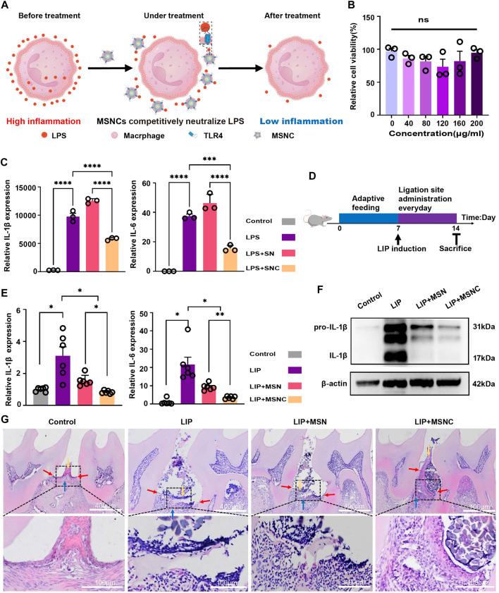 https://cdn.ncbi.nlm.nih.gov/pmc/blobs/3969/9905692/843e7aeb13dc/fbioe-11-1113367-g005.jpg