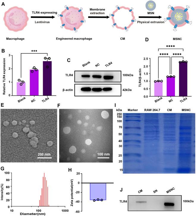 https://cdn.ncbi.nlm.nih.gov/pmc/blobs/3969/9905692/b4b0173906fa/fbioe-11-1113367-g003.jpg