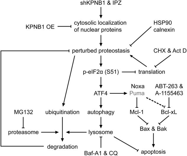https://cdn.ncbi.nlm.nih.gov/pmc/blobs/396f/5978811/3d9e69c89f80/41388_2018_180_Fig8_HTML.jpg