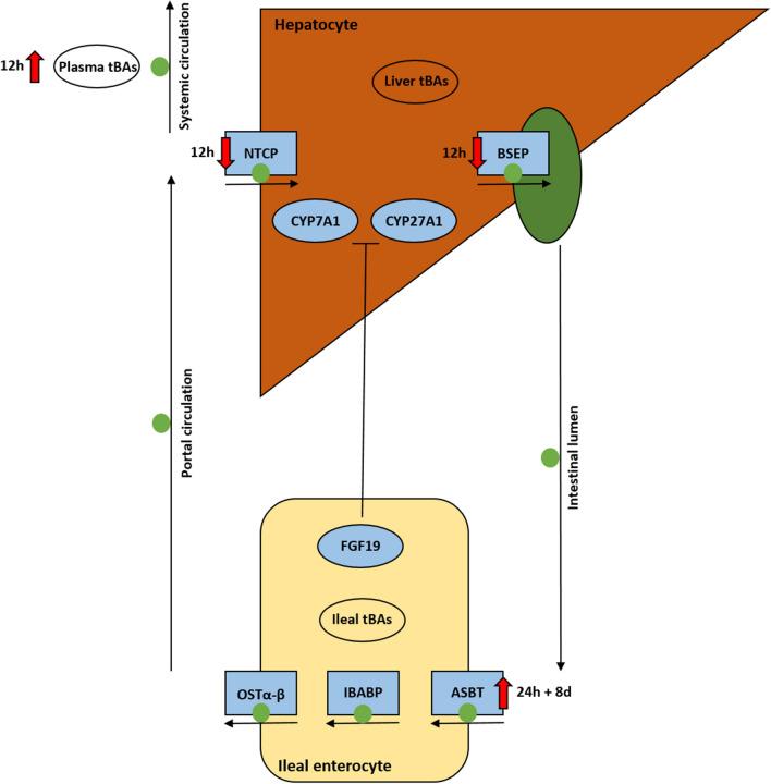 https://cdn.ncbi.nlm.nih.gov/pmc/blobs/3972/8121927/274354151dd4/41598_2021_89542_Fig7_HTML.jpg