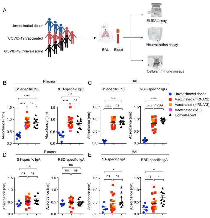 https://cdn.ncbi.nlm.nih.gov/pmc/blobs/397b/9348751/2979c22f7e72/sciimmunol.add4853-f1.jpg