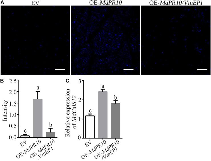 https://cdn.ncbi.nlm.nih.gov/pmc/blobs/3980/8528966/bf61bcb0ad7b/fpls-12-741342-g004.jpg