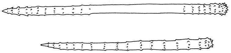 https://cdn.ncbi.nlm.nih.gov/pmc/blobs/3985/4740978/0a9de2471bca/zookeys-553-001-g021.jpg