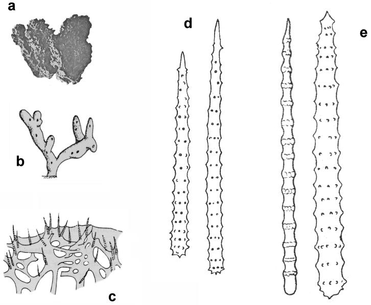 https://cdn.ncbi.nlm.nih.gov/pmc/blobs/3985/4740978/153eba52d24d/zookeys-553-001-g011.jpg