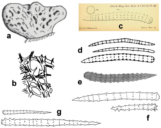 https://cdn.ncbi.nlm.nih.gov/pmc/blobs/3985/4740978/8d32a88ac131/zookeys-553-001-g016.jpg