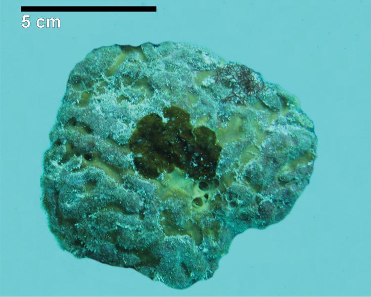 https://cdn.ncbi.nlm.nih.gov/pmc/blobs/3985/4740978/9e6ed9360cf8/zookeys-553-001-g002.jpg