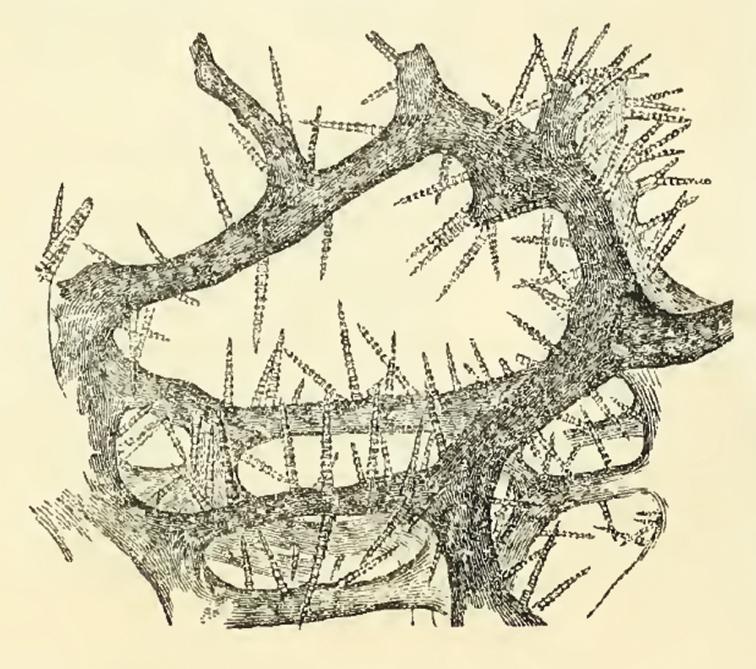 https://cdn.ncbi.nlm.nih.gov/pmc/blobs/3985/4740978/aa47528c52b6/zookeys-553-001-g009.jpg