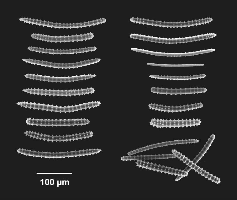 https://cdn.ncbi.nlm.nih.gov/pmc/blobs/3985/4740978/aae57558910a/zookeys-553-001-g003.jpg